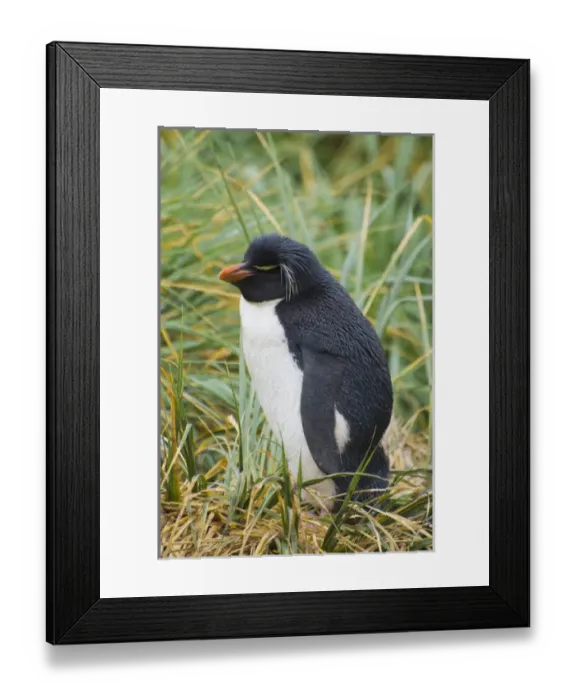 Framed Print : Falkland Islands. West Point Island. Southern rockhopper penguin (Eudyptes chrysocome)