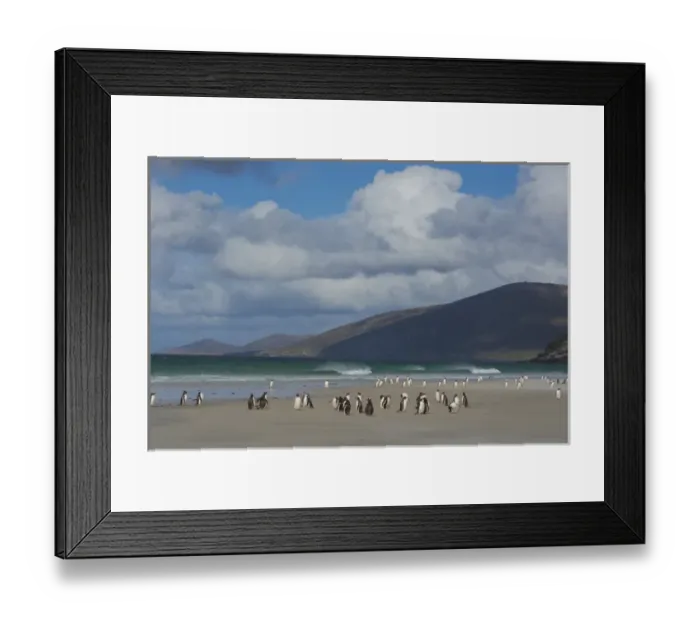 Framed Print : Falkland Islands. Saunders Island. Gentoo penguins (Pygoscelis papua) on the beach
