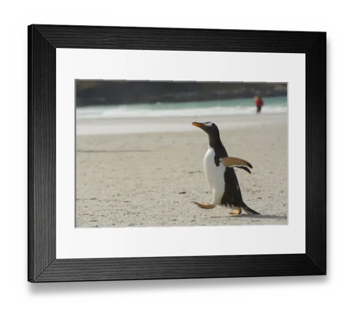 Framed Print : Falkland Islands. Saunders Island