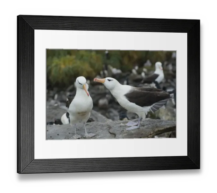 Framed Print : Falkland Islands. West Point Island. Black-browed albatross (Thalassarche melanophrys) Framed Print : Falkland Islands. West Point Island. Black-browed albatross (Thalassarche melanophrys)