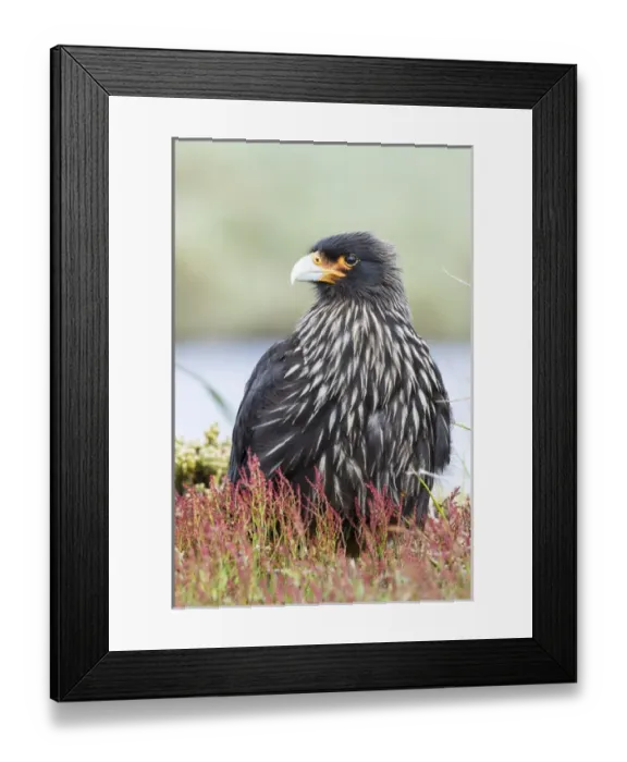 Framed Print : Striated Caracara (Phalcoboenus australis) or Johnny Rook, considered as very intelligent Framed Print : Striated Caracara (Phalcoboenus australis) or Johnny Rook, considered as very intelligent