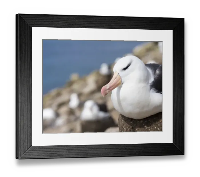 Framed Print : Black-browed Albatross ( Thalassarche melanophris ) or Mollymawk, on tower shaped