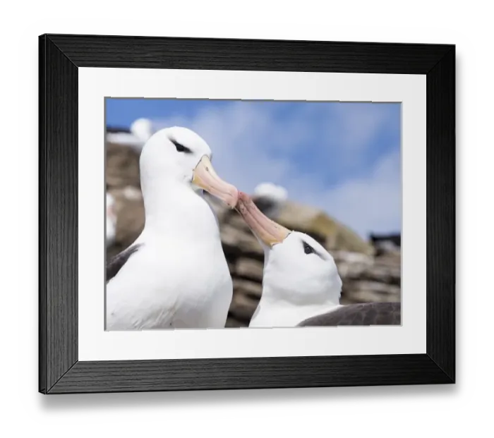 Framed Print : Black-browed Albatross ( Thalassarche melanophris ) or Mollymawk, ritualized greeting ceremony Framed Print : Black-browed Albatross ( Thalassarche melanophris ) or Mollymawk, ritualized greeting ceremony
