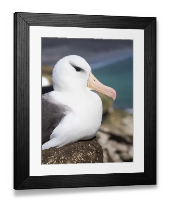 Framed Print : Black-browed Albatross ( Thalassarche melanophris ) or Mollymawk, portrait. South America
