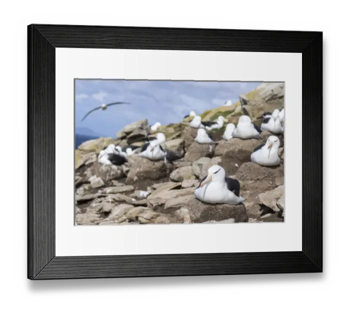 Framed Print : Black-browed Albatross ( Thalassarche melanophris ) or Mollymawk, on tower shaped Framed Print : Black-browed Albatross ( Thalassarche melanophris ) or Mollymawk, on tower shaped