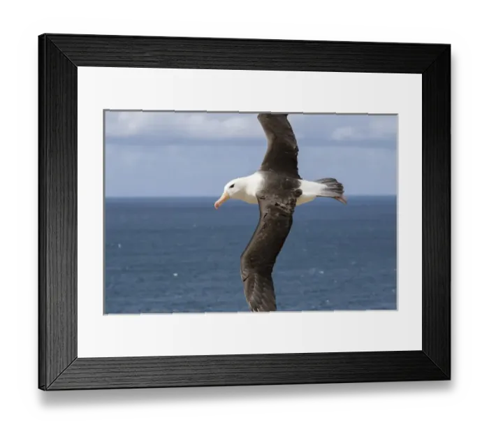 Framed Print : Black-browed Albatross ( Thalassarche melanophris ) or Mollymawk, flight shot. South America