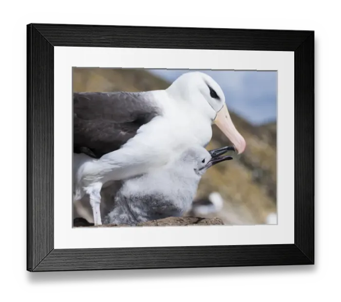 Framed Print : Black-browed Albatross ( Thalassarche melanophris ) or Mollymawk, chick with adult Framed Print : Black-browed Albatross ( Thalassarche melanophris ) or Mollymawk, chick with adult