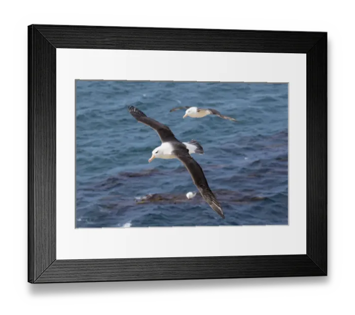 Framed Print : Black-browed Albatross ( Thalassarche melanophris ) or Mollymawk, flight shot. South America