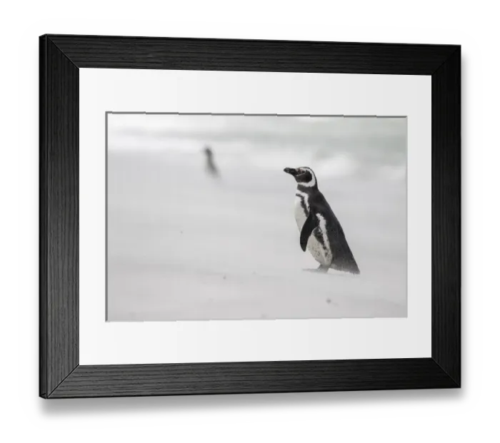 Framed Print : Magellanic Penguin (Spheniscus magellanicus), on beach. South America, Falkland Islands Framed Print : Magellanic Penguin (Spheniscus magellanicus), on beach. South America, Falkland Islands