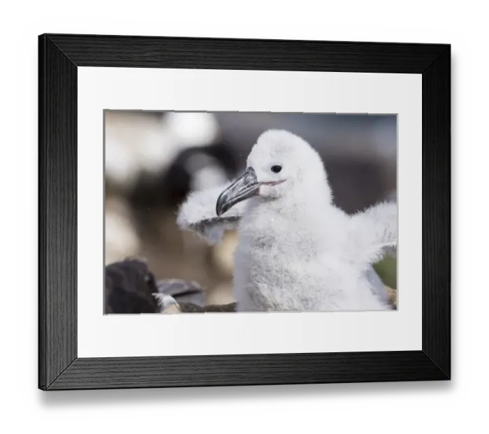 Framed Print : Black-browed Albatross ( Thalassarche melanophris ) or Mollymawk, chick on tower shaped nest