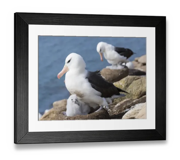 Framed Print : Black-browed Albatross ( Thalassarche melanophris ) or Mollymawk, chick with adult