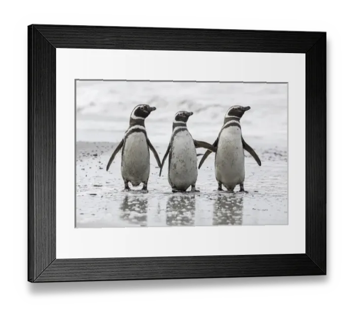 Framed Print : Magellanic Penguin (Spheniscus magellanicus), on beach. South America, Falkland Islands