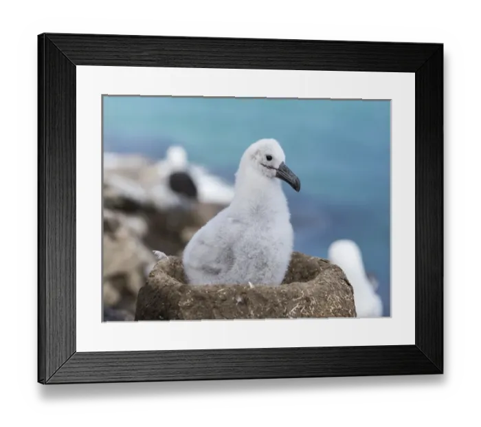 Framed Print : Black-browed Albatross ( Thalassarche melanophris ) or Mollymawk, chick on tower shaped nest