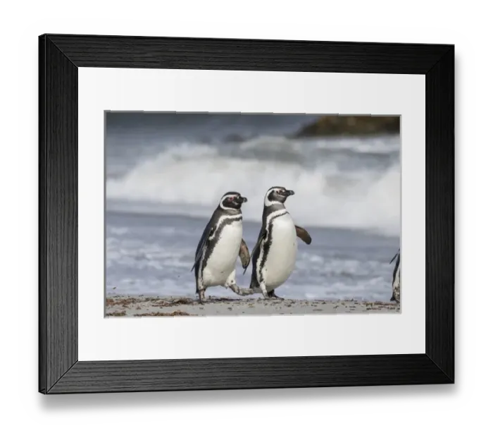 Framed Print : Magellanic Penguin (Spheniscus magellanicus), on beach. South America, Falkland Islands