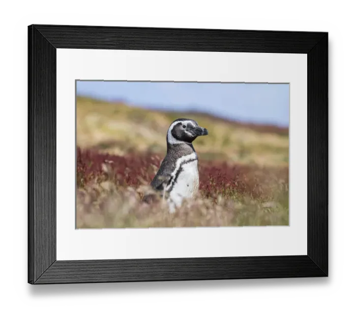 Framed Print : Magellanic Penguin (Spheniscus magellanicus), portrait at burrow. South America Framed Print : Magellanic Penguin (Spheniscus magellanicus), portrait at burrow. South America