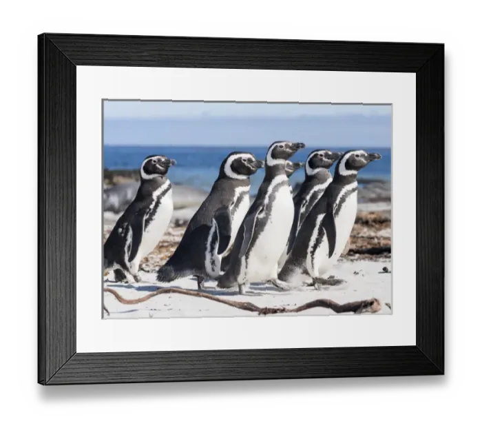 Framed Print : Magellanic Penguin (Spheniscus magellanicus), on beach. South America, Falkland Islands