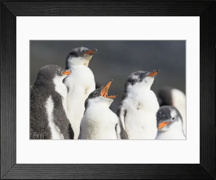 Framed Print : Gentoo Penguin (Pygoscelis papua) on the Falkland Islands, half grown chicks. South America Framed Print : Gentoo Penguin (Pygoscelis papua) on the Falkland Islands, half grown chicks. South America