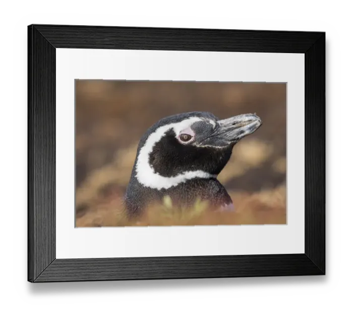 Framed Print : Magellanic Penguin (Spheniscus magellanicus), portrait at burrow. South America