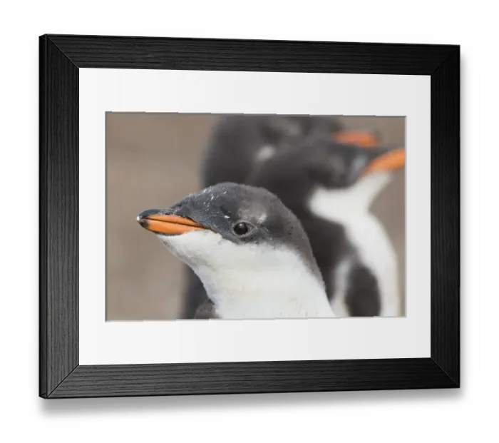 Framed Print : Gentoo Penguin (Pygoscelis papua) on the Falkland Islands, half grown chicks. South America Framed Print : Gentoo Penguin (Pygoscelis papua) on the Falkland Islands, half grown chicks. South America