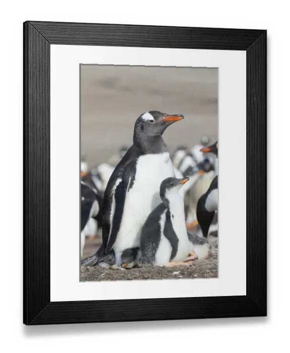 Framed Print : Gentoo Penguin (Pygoscelis papua) on the Falkland Islands, half grown chick with parent Framed Print : Gentoo Penguin (Pygoscelis papua) on the Falkland Islands, half grown chick with parent