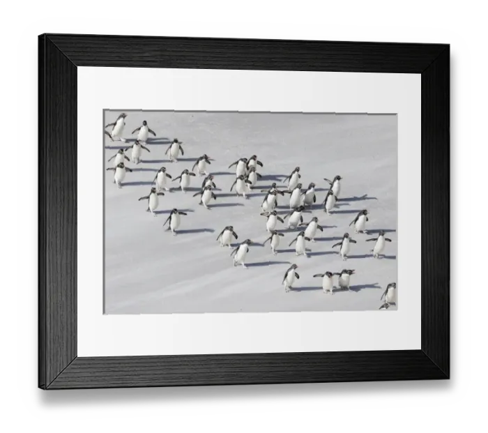 Framed Print : Rockhopper penguin (Eudyptes chrysocome), subspecies southern rockhopper penguin Framed Print : Rockhopper penguin (Eudyptes chrysocome), subspecies southern rockhopper penguin