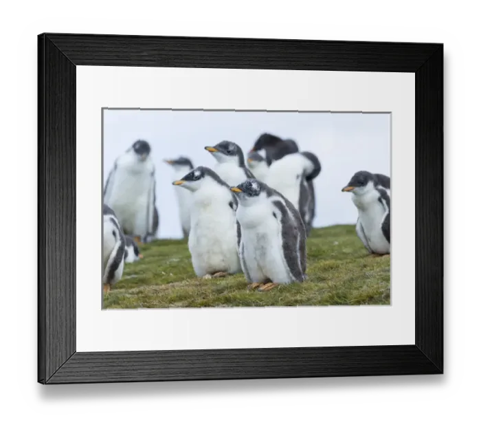 Framed Print : Gentoo Penguin (Pygoscelis papua) on the Falkland Islands, half grown chicks. South America Framed Print : Gentoo Penguin (Pygoscelis papua) on the Falkland Islands, half grown chicks. South America
