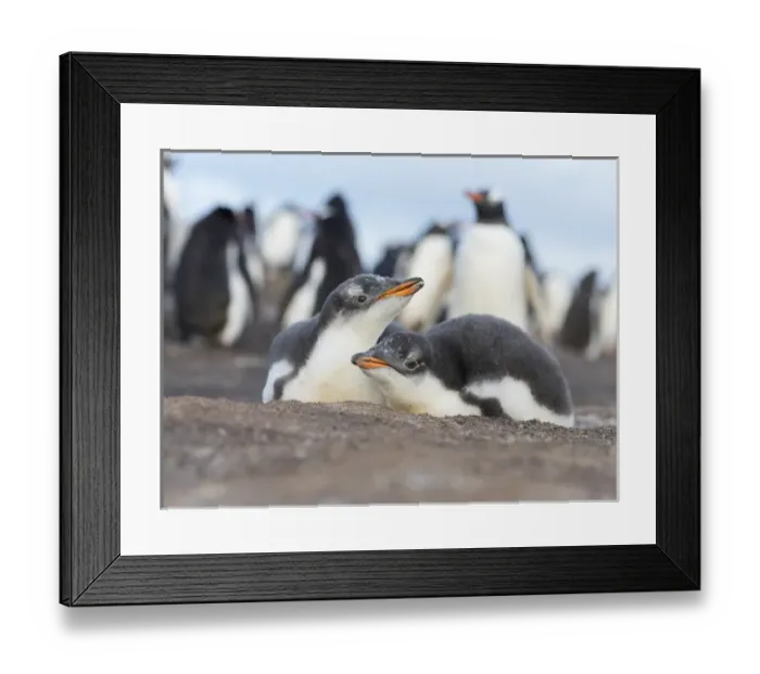 Framed Print : Gentoo Penguin (Pygoscelis papua) on the Falkland Islands, half grown chicks, siblings of a clutch