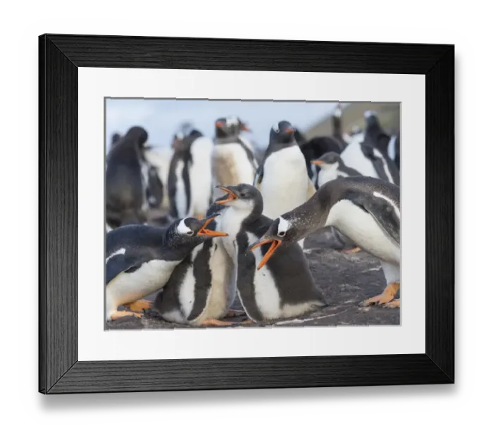 Framed Print : Gentoo Penguin (Pygoscelis papua) on the Falkland Islands, half grown chick with parent Framed Print : Gentoo Penguin (Pygoscelis papua) on the Falkland Islands, half grown chick with parent