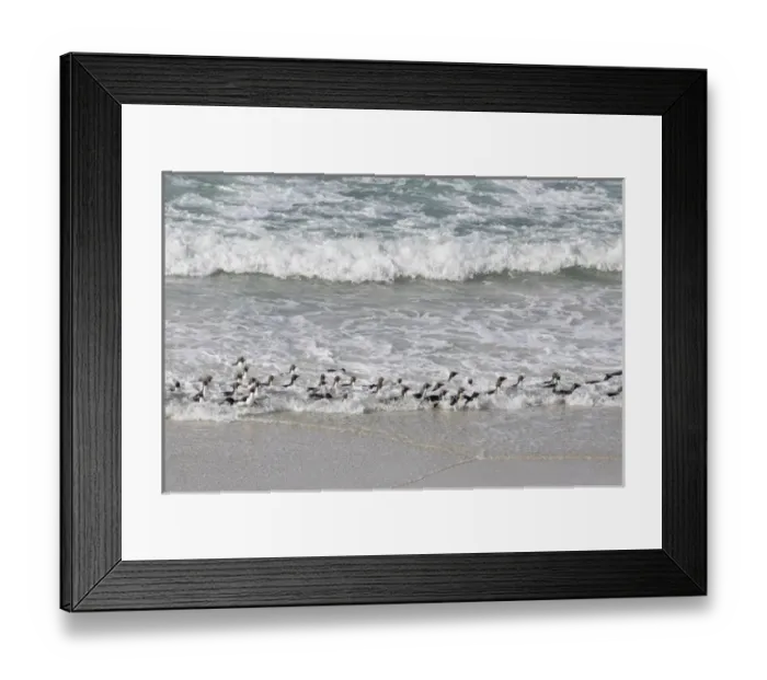 Framed Print : Rockhopper penguin (Eudyptes chrysocome), subspecies southern rockhopper penguin Framed Print : Rockhopper penguin (Eudyptes chrysocome), subspecies southern rockhopper penguin