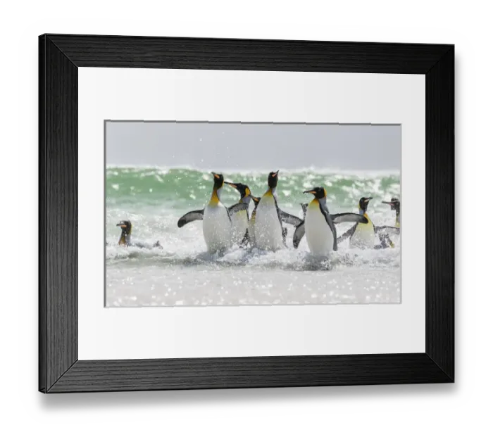 Framed Print : King Penguin (Aptenodytes patagonicus) on the Falkand Islands in the South Atlantic Framed Print : King Penguin (Aptenodytes patagonicus) on the Falkand Islands in the South Atlantic