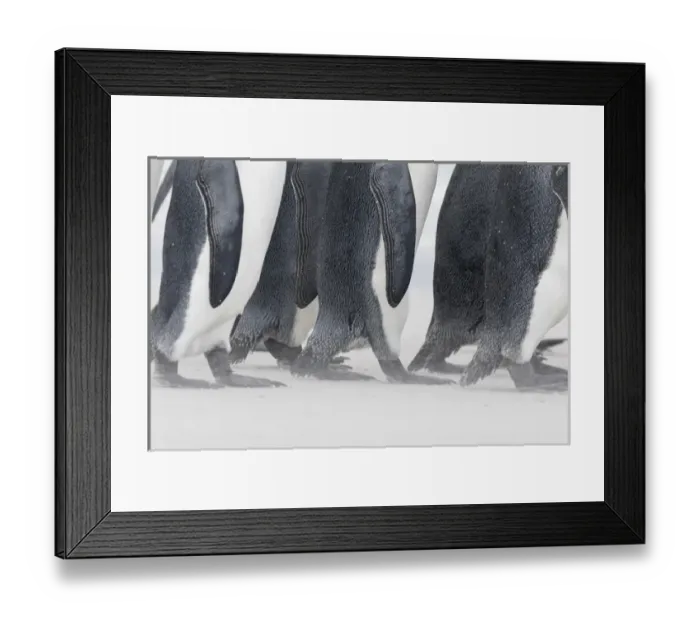 Framed Print : King Penguin (Aptenodytes patagonicus) on the Falkand Islands in the South Atlantic