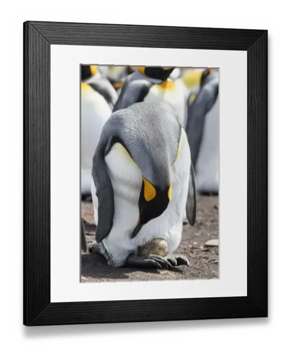 Framed Print : King Penguin (Aptenodytes patagonicus) on the Falkand Islands in the South Atlantic Framed Print : King Penguin (Aptenodytes patagonicus) on the Falkand Islands in the South Atlantic