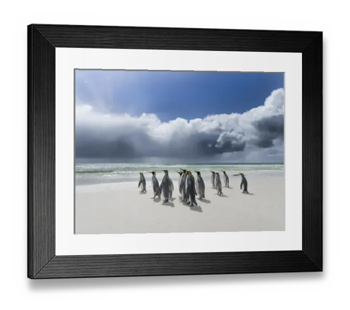 Framed Print : King Penguin (Aptenodytes patagonicus) on the Falkand Islands in the South Atlantic Framed Print : King Penguin (Aptenodytes patagonicus) on the Falkand Islands in the South Atlantic