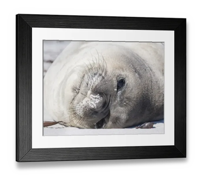 Framed Print : Southern elephant seal (Mirounga leonina), weaned pup. South America, Falkland Islands