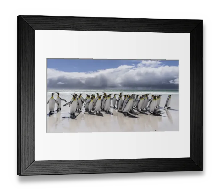 Framed Print : King Penguin (Aptenodytes patagonicus) on the Falkand Islands in the South Atlantic Framed Print : King Penguin (Aptenodytes patagonicus) on the Falkand Islands in the South Atlantic