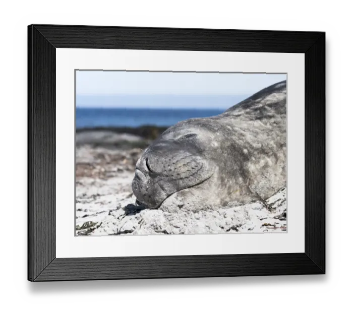 Framed Print : Southern elephant seal (Mirounga leonina), males are social after the breeding season has finished