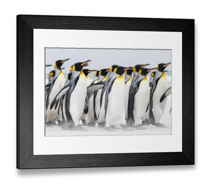 Framed Print : King Penguin (Aptenodytes patagonicus) on the Falkand Islands in the South Atlantic