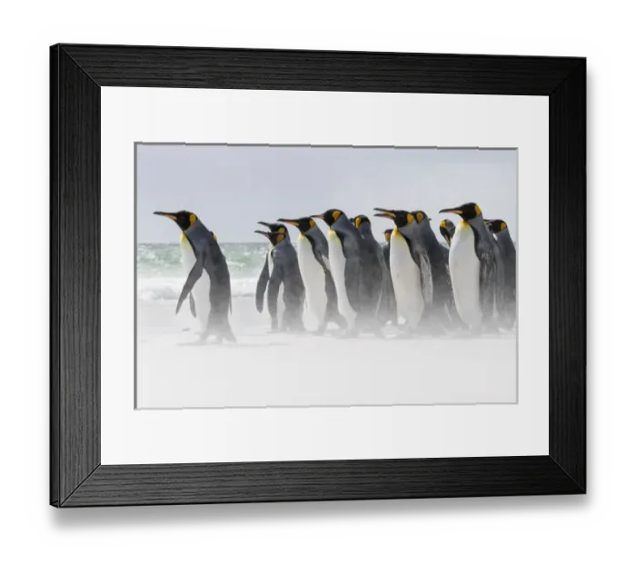 Framed Print : King Penguin (Aptenodytes patagonicus) on the Falkand Islands in the South Atlantic Framed Print : King Penguin (Aptenodytes patagonicus) on the Falkand Islands in the South Atlantic