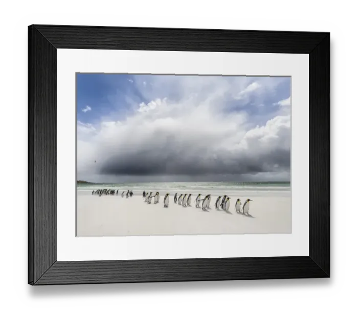 Framed Print : King Penguin (Aptenodytes patagonicus) on the Falkand Islands in the South Atlantic Framed Print : King Penguin (Aptenodytes patagonicus) on the Falkand Islands in the South Atlantic