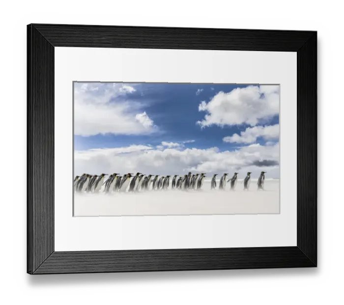 Framed Print : King Penguin (Aptenodytes patagonicus) on the Falkand Islands in the South Atlantic Framed Print : King Penguin (Aptenodytes patagonicus) on the Falkand Islands in the South Atlantic
