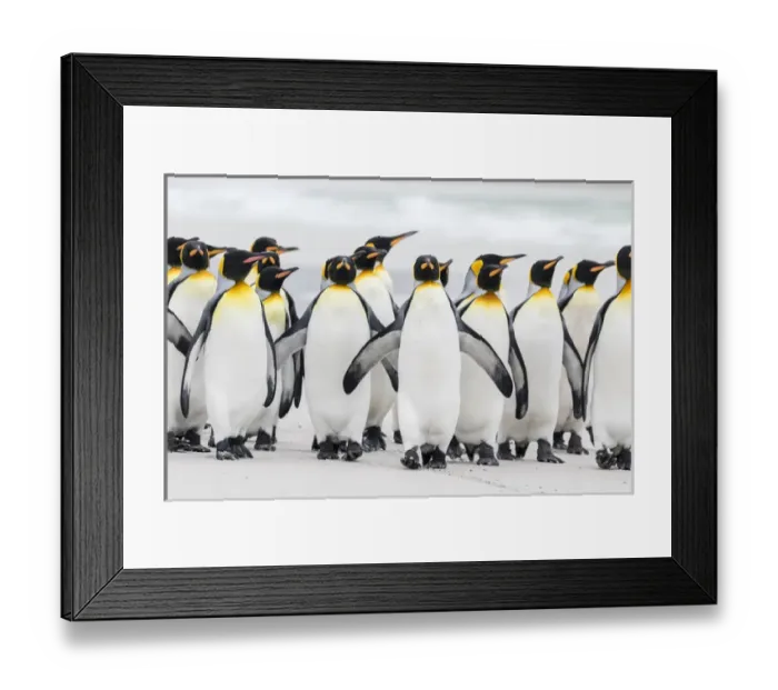 Framed Print : King Penguin (Aptenodytes patagonicus) on the Falkand Islands in the South Atlantic Framed Print : King Penguin (Aptenodytes patagonicus) on the Falkand Islands in the South Atlantic