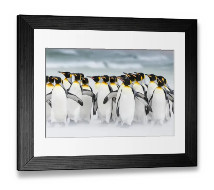 Framed Print : King Penguin (Aptenodytes patagonicus) on the Falkand Islands in the South Atlantic