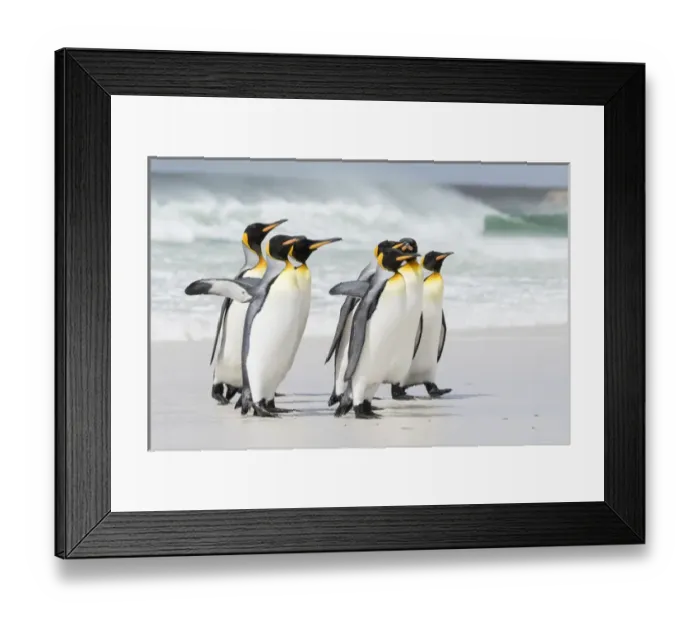 Framed Print : King Penguin (Aptenodytes patagonicus) on the Falkand Islands in the South Atlantic