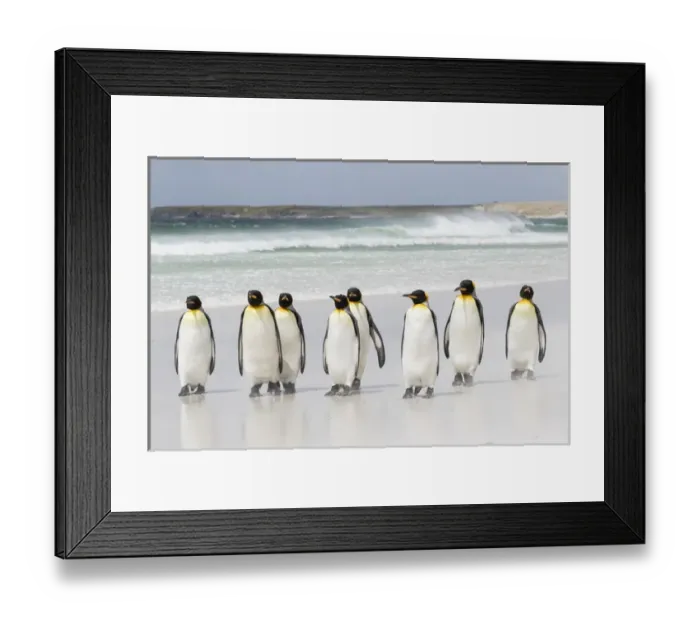 Framed Print : King Penguin (Aptenodytes patagonicus) on the Falkand Islands in the South Atlantic Framed Print : King Penguin (Aptenodytes patagonicus) on the Falkand Islands in the South Atlantic