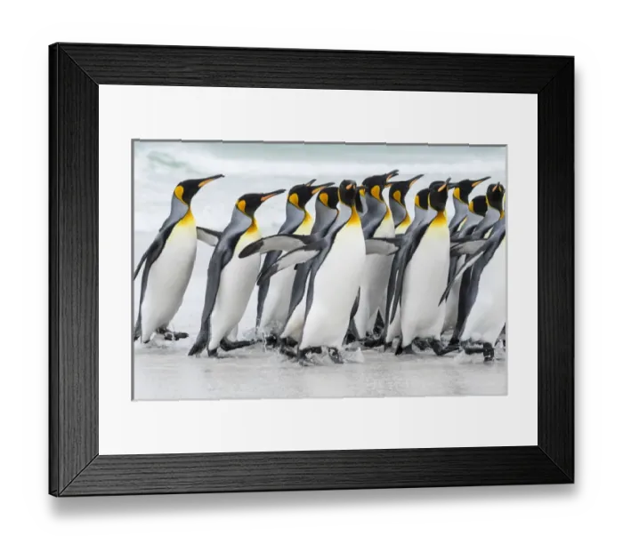 Framed Print : King Penguin (Aptenodytes patagonicus) on the Falkand Islands in the South Atlantic Framed Print : King Penguin (Aptenodytes patagonicus) on the Falkand Islands in the South Atlantic
