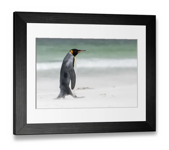 Framed Print : King Penguin (Aptenodytes patagonicus) on the Falkand Islands in the South Atlantic Framed Print : King Penguin (Aptenodytes patagonicus) on the Falkand Islands in the South Atlantic