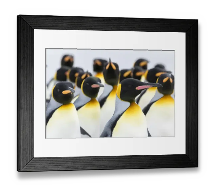 Framed Print : King Penguin (Aptenodytes patagonicus) on the Falkand Islands in the South Atlantic Framed Print : King Penguin (Aptenodytes patagonicus) on the Falkand Islands in the South Atlantic
