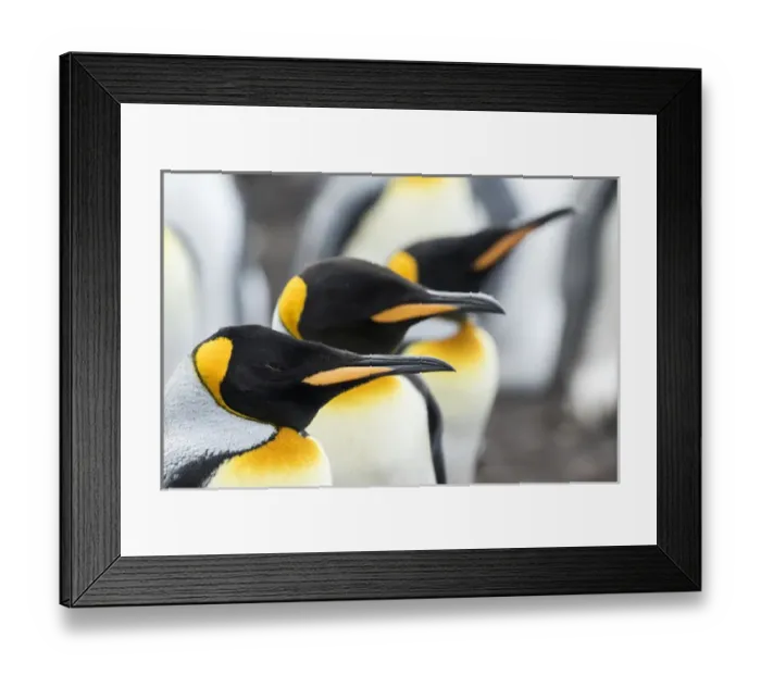 Framed Print : King Penguin (Aptenodytes patagonicus) on the Falkand Islands in the South Atlantic Framed Print : King Penguin (Aptenodytes patagonicus) on the Falkand Islands in the South Atlantic