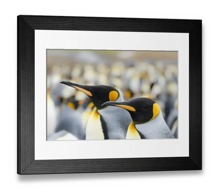 Framed Print : King Penguin (Aptenodytes patagonicus) on the Falkand Islands in the South Atlantic Framed Print : King Penguin (Aptenodytes patagonicus) on the Falkand Islands in the South Atlantic