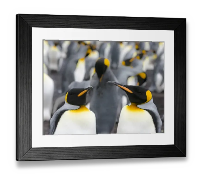 Framed Print : King Penguin (Aptenodytes patagonicus) on the Falkand Islands in the South Atlantic
